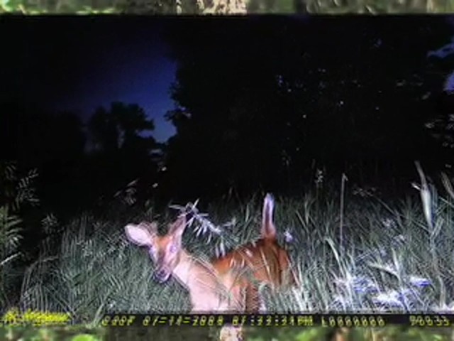 Wildgame Innovations&reg; 6 - megapixel IR / Flash Digital Game Camera - image 1 from the video